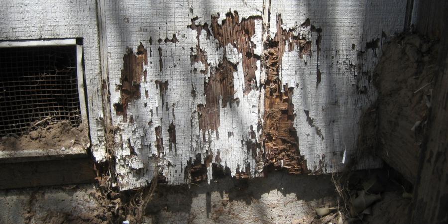 How Long Does It Take for Termites to Destroy Your Home?